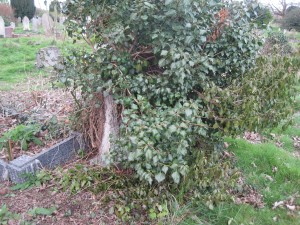 The sturdy Fewell headstone is mostly covered by ivy.