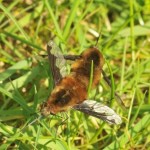 Bee-fly