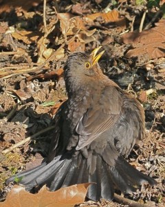 Blackbird