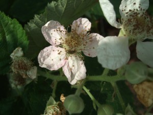 Bramble