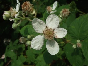 Bramble