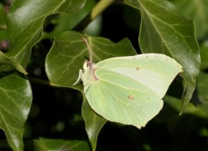 Brimstone