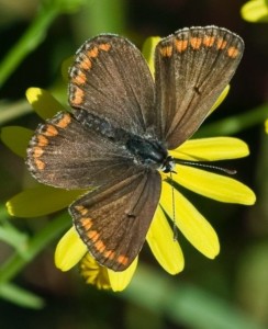 Brown Argus