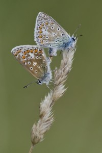 Common Blue
