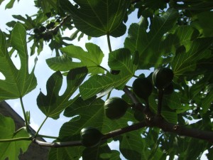 Fig Tree