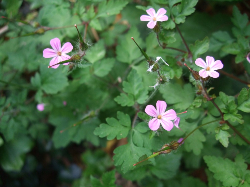 Herb Robert