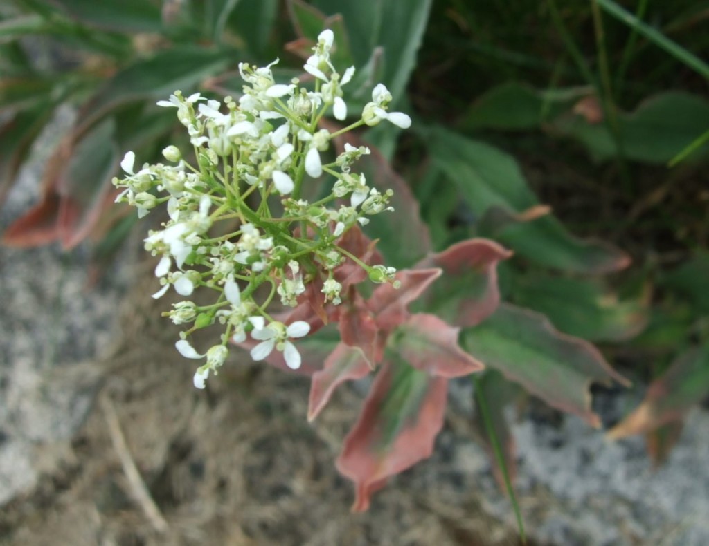 Hoary Cress