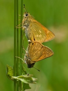 Large Skipper