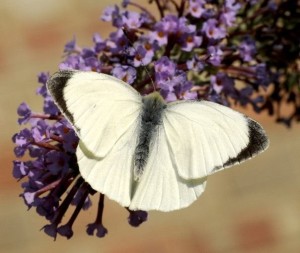 Large White