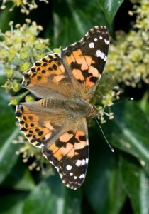 Painted Lady