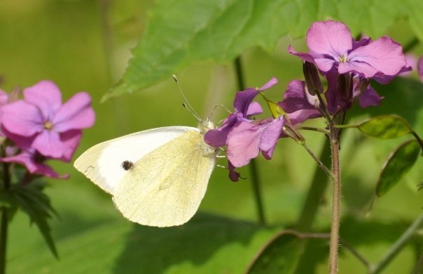 Small White