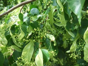 Small-leaved Lime