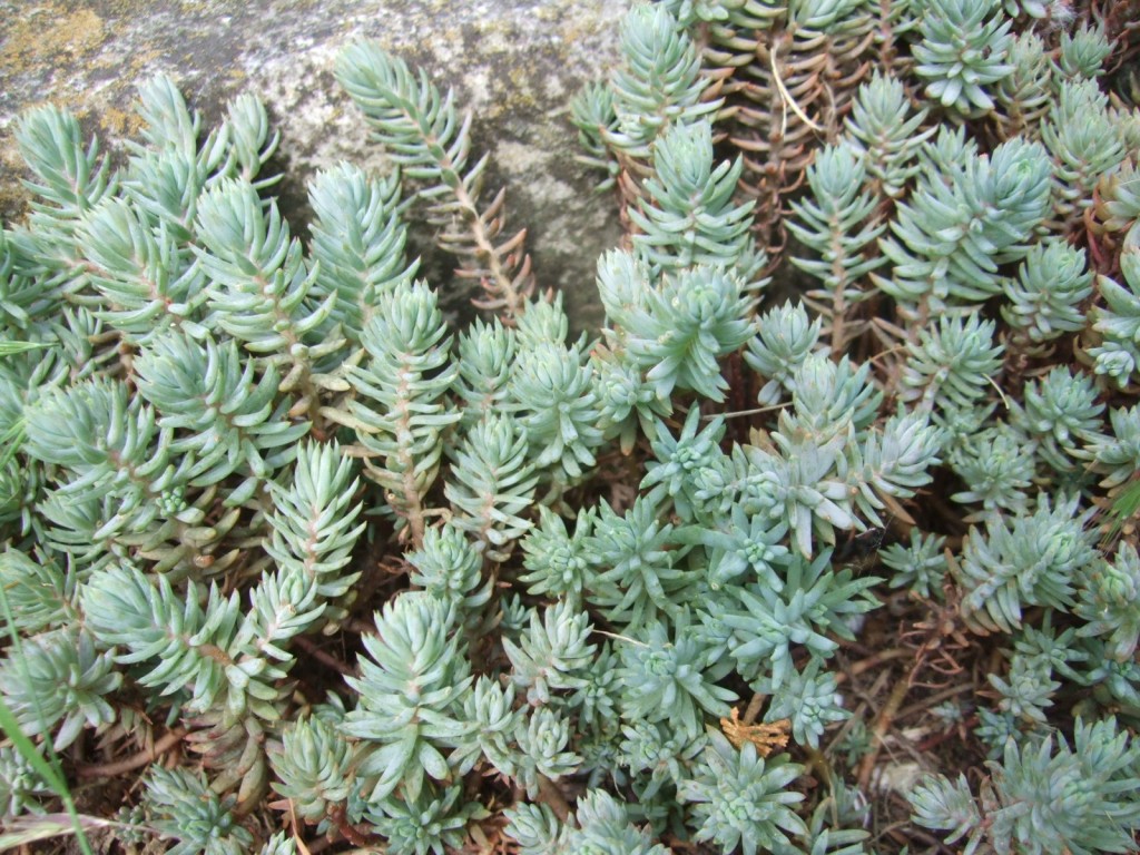 Introduced Stonecrop