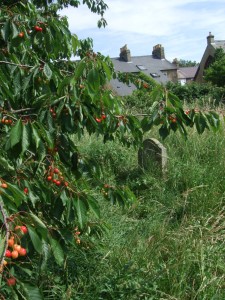 Wild Cherry Tree