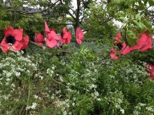 Poppies grouped together