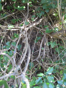 Scarfield grave